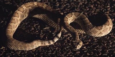 Tucson snake
