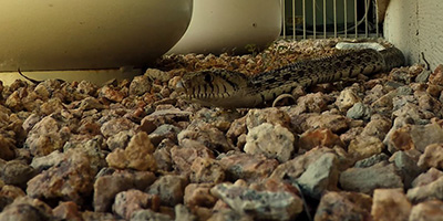 Tucson snake